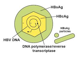 Hepatitis B